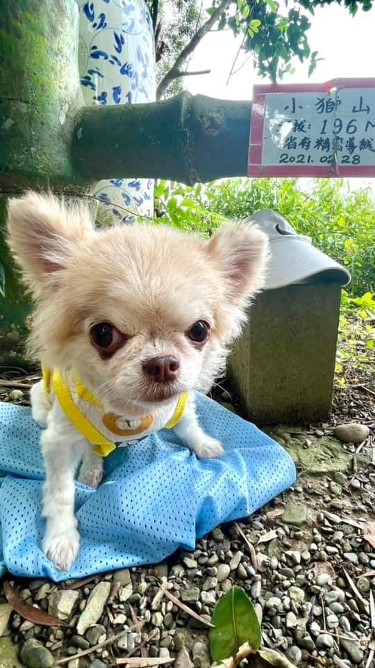 和小盆友們爬山的快樂時光❤️小獅山-和美山_2598069