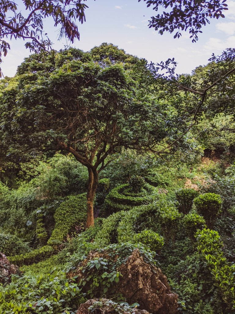 【早安高雄】南北壽山(柴山)O行 - 港都天際線_1491333