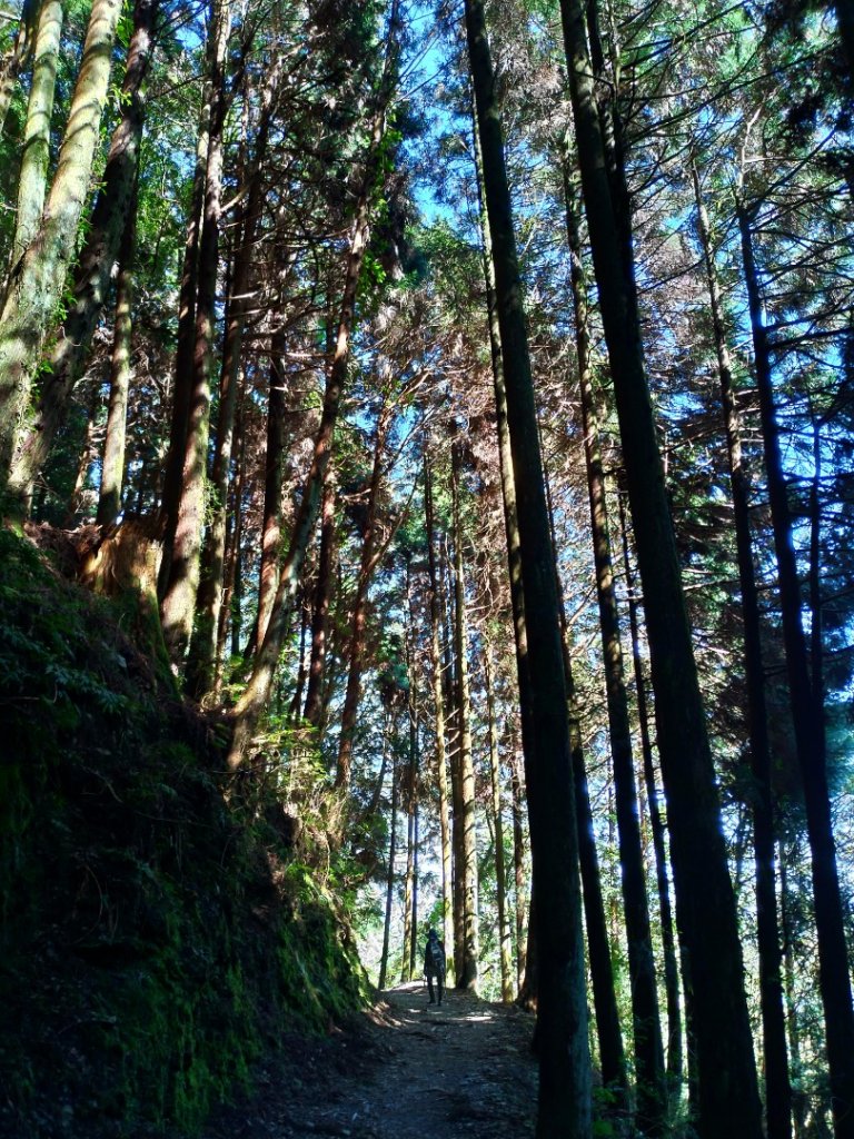 檜山巨木群步道_1662860