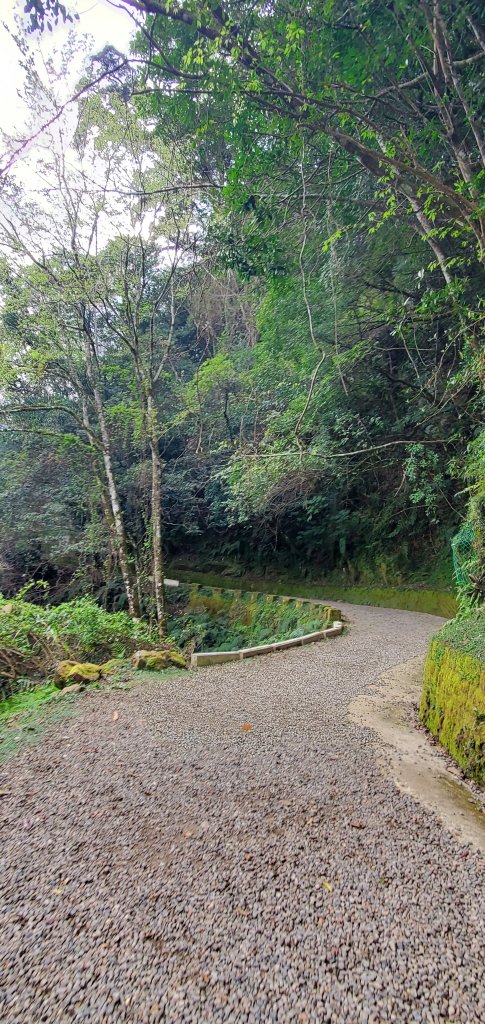 2024-03-16拉拉山神木群步道_2456025