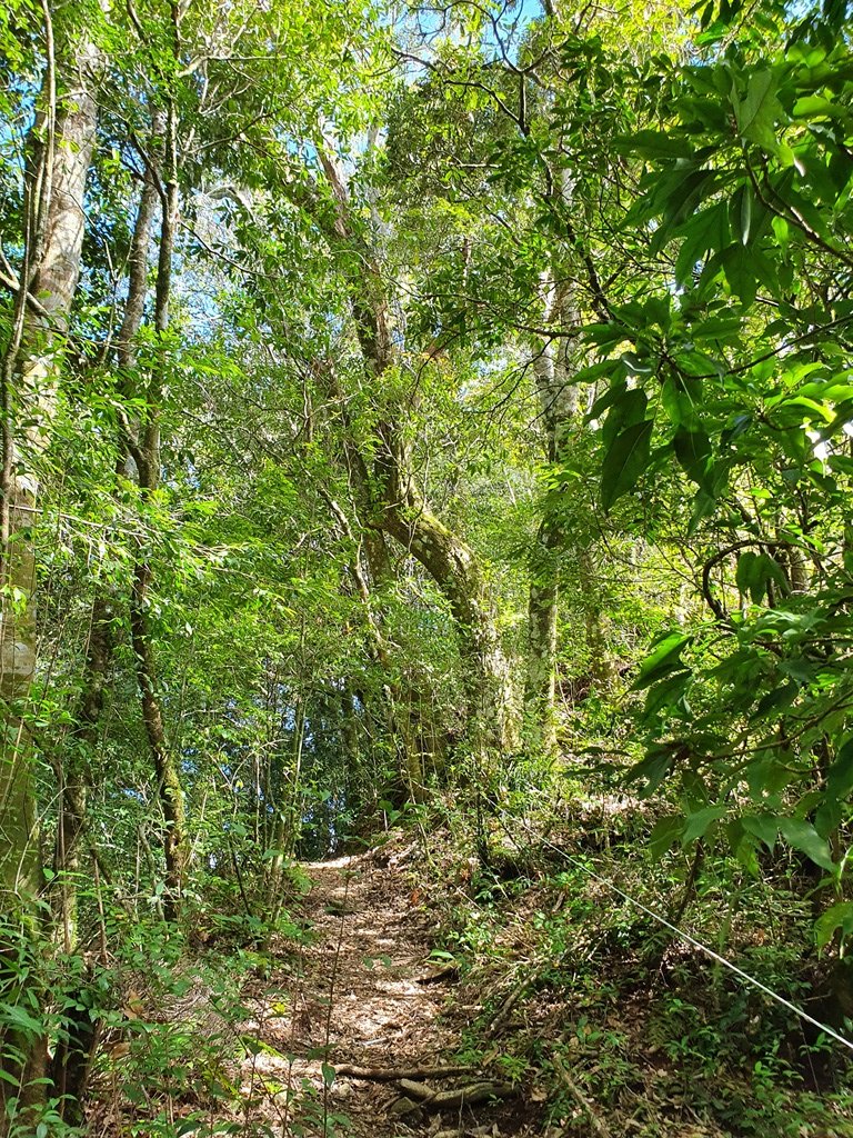 盧山六寶老大-尾上山封面圖