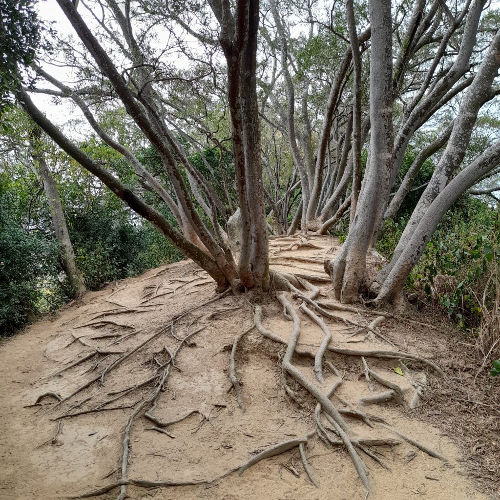 鳳崎落日步道_2412300