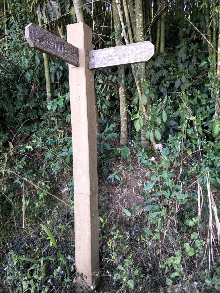 2018 11 22 挑筍古道(大尖山、後棟仔山步道)_463793