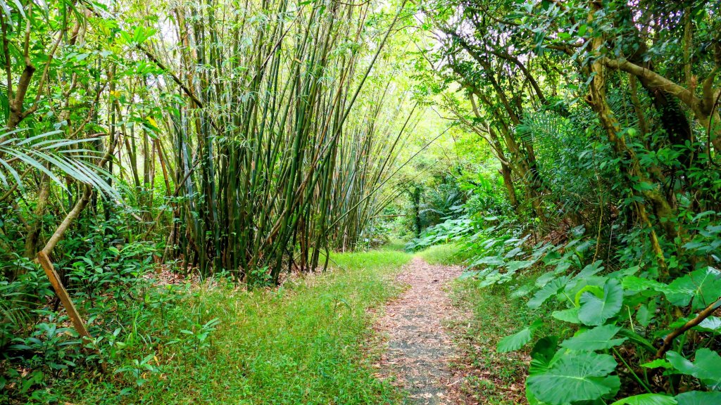 草嶺古道_2962473