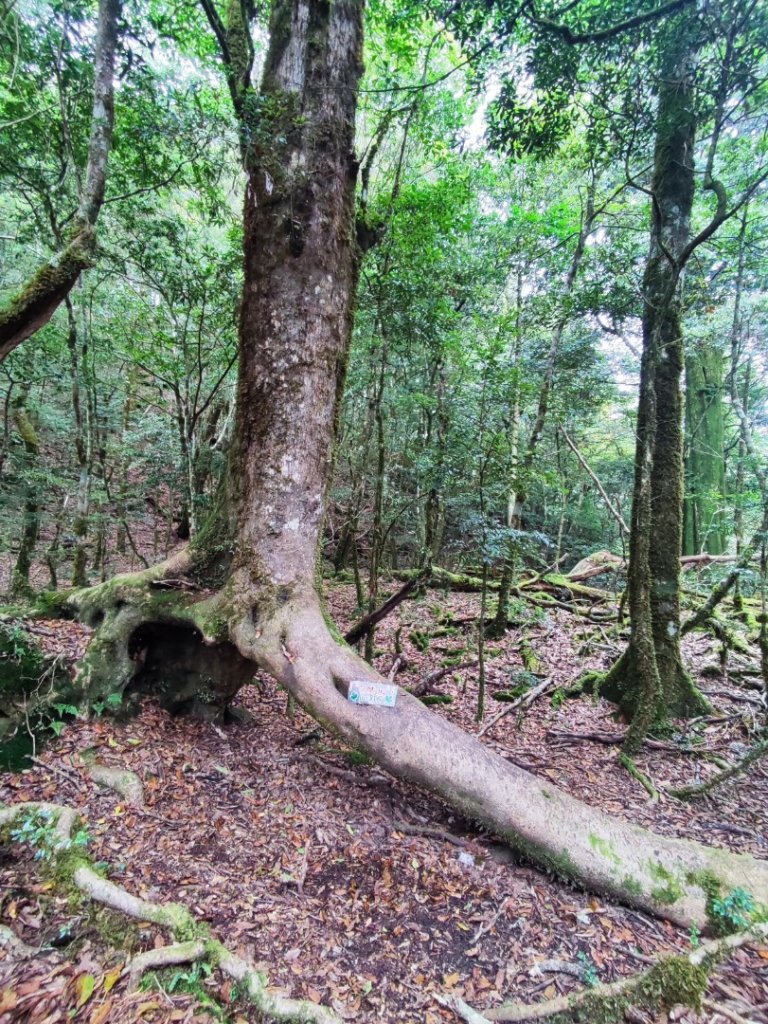 樂雪縱走_2876776