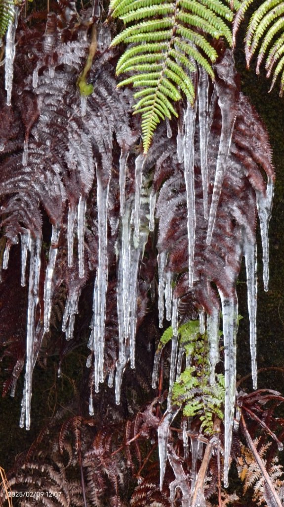 我的2025 第三場雪 #翠峰湖步道 #望洋山 #金翼白眉  2/9_2708932