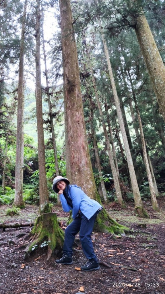 鎮西堡、司馬庫司巨木群-探訪森林感受大地之母蘊育雄偉_1348595