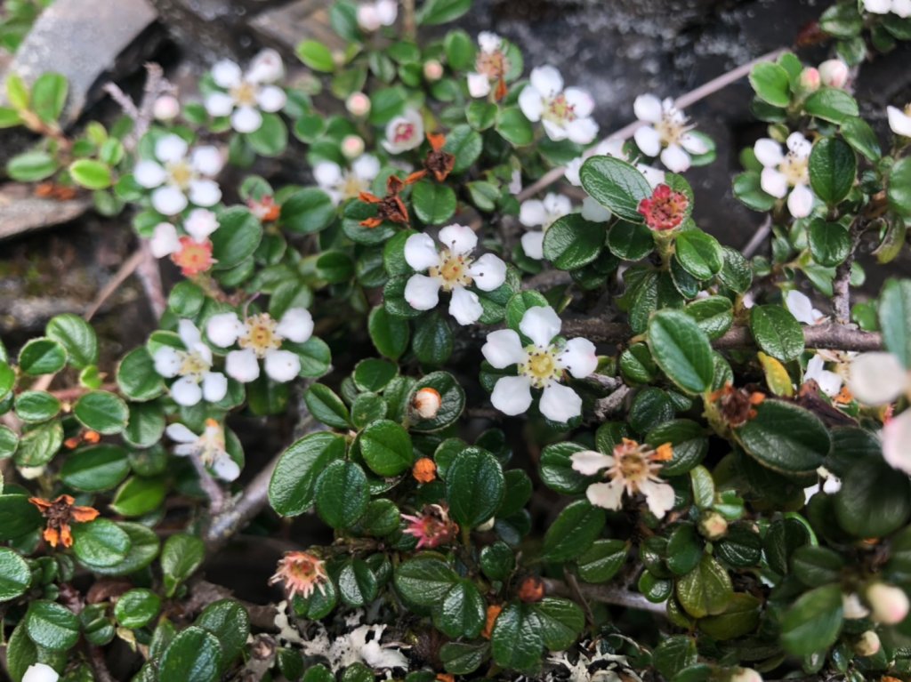 玉山西峰.玉山主峰【在最高的地方 看到最_637237