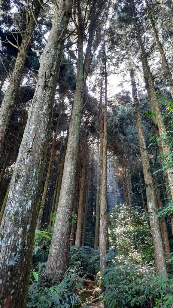 《新竹》柳杉林海｜油羅山O型20210515_1387774