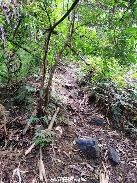 【嘉義。大埔】手腳並用之無止盡的攀爬~回憶一次就夠了。 小百岳集起來。編號65小百岳~三腳南山_1485447