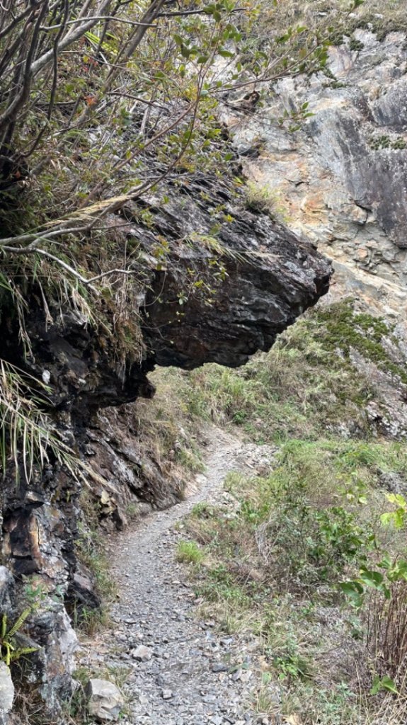 對關追龍貓🚌_1967743