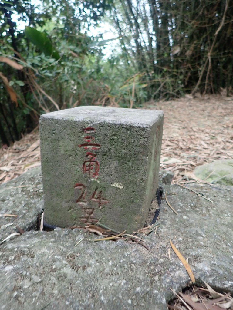 天上山縱走賞桐花去~_1361950