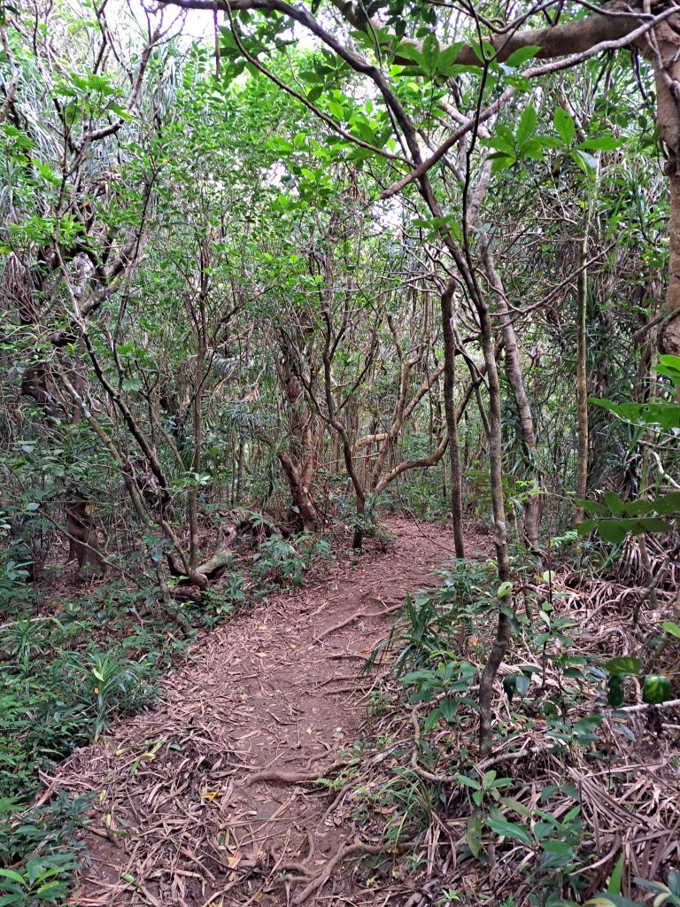 蘭嶼三日遊D2---大天池步道+紅頭森林生態步道+乳頭山步道+情人洞步道20230709_2217032