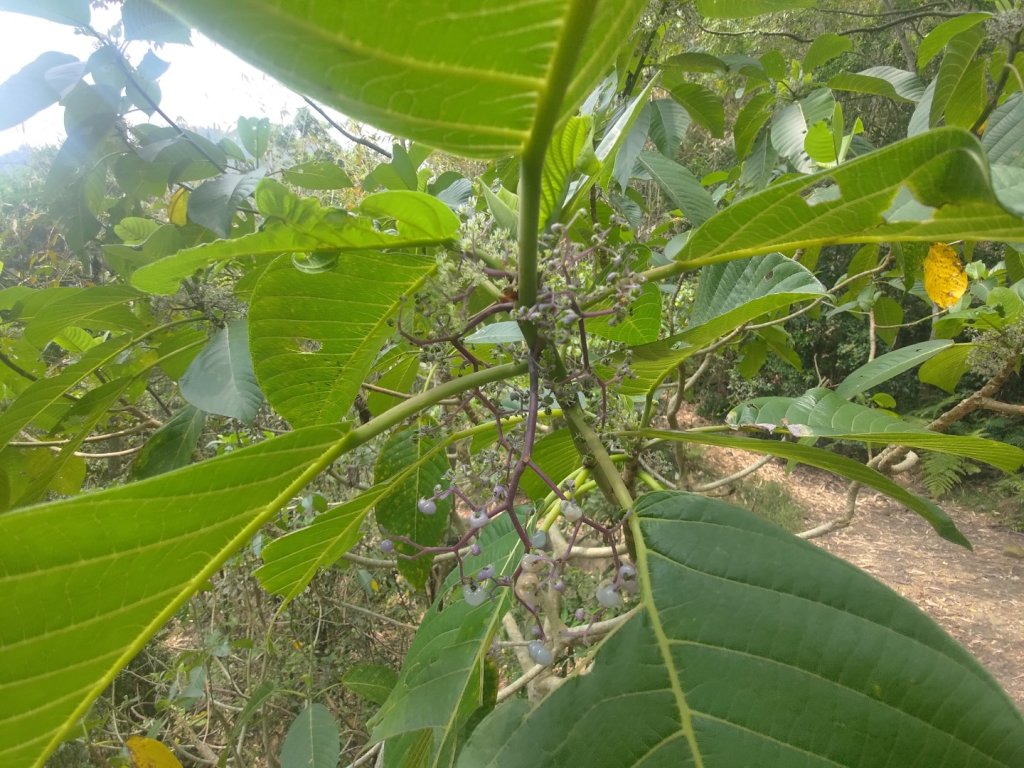 大埔頂坪林_2470075