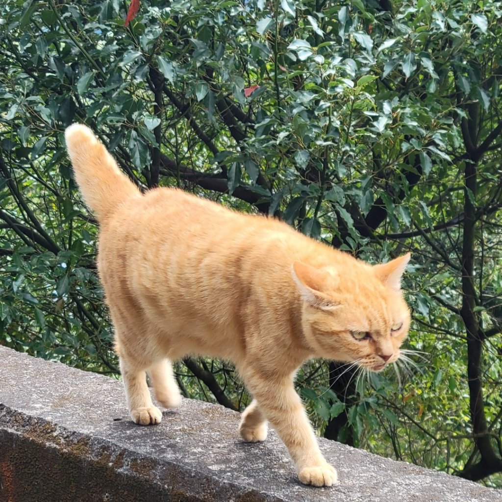 出關古道（十分崠段）_1899461