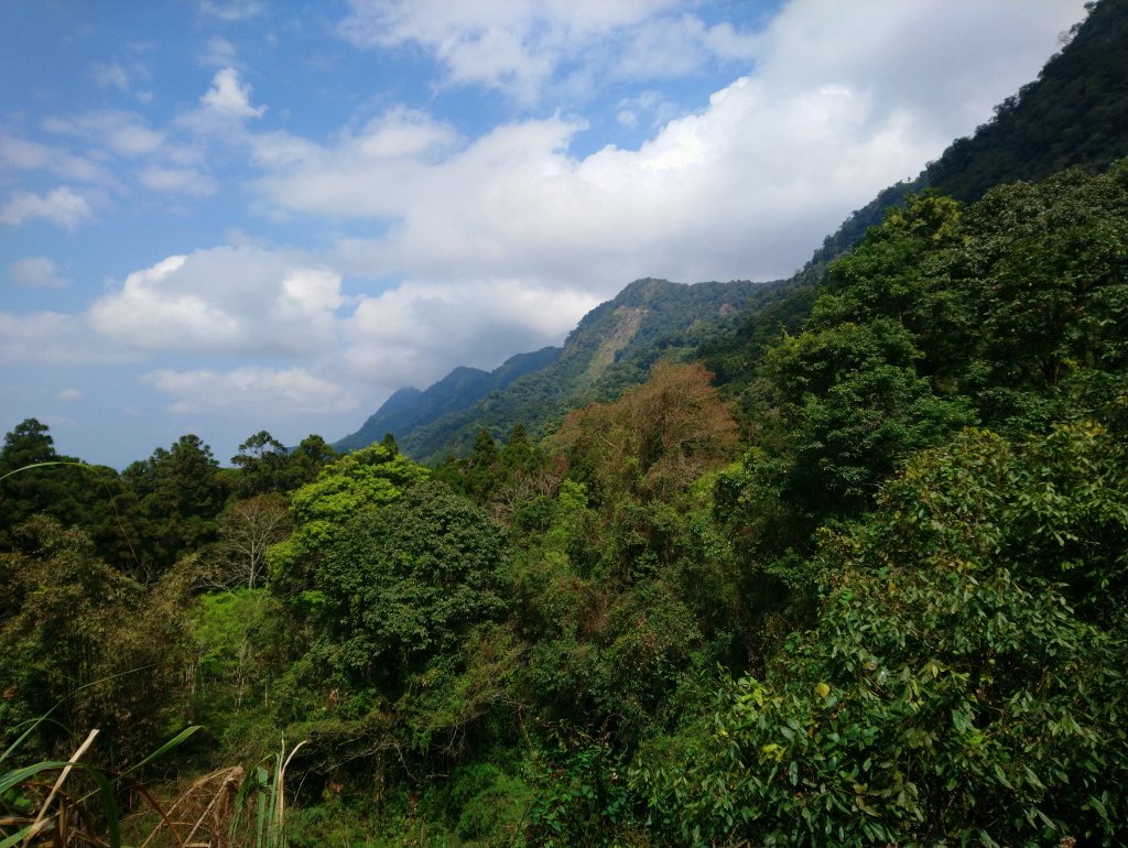 溪頭 南鳳凰山 天文台 神木O型 _869887