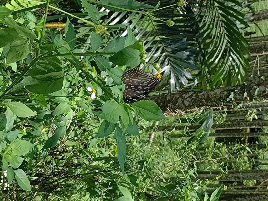 華山4-2號步道上雲嘉連峰_2579303