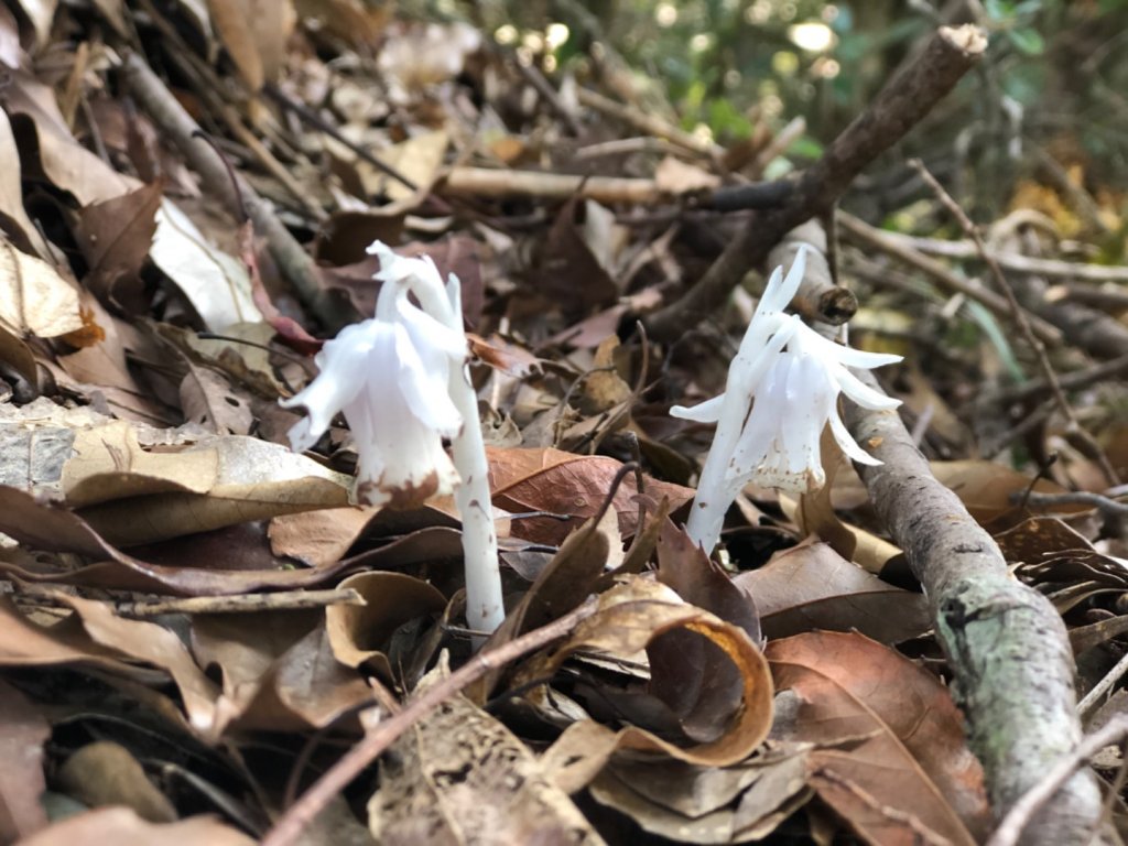 迷糊步道停車場上芙蓉山_885744