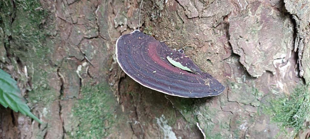 20230805_獅仔頭山步道_2239990