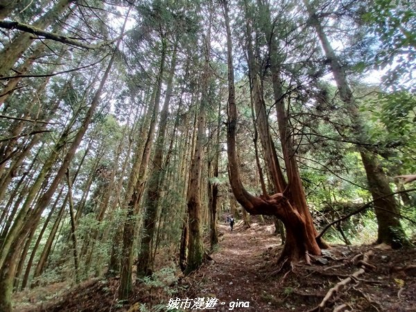 【台中和平】清風徐來蟬鳴聲。 谷關七雄~馬崙山步道封面圖