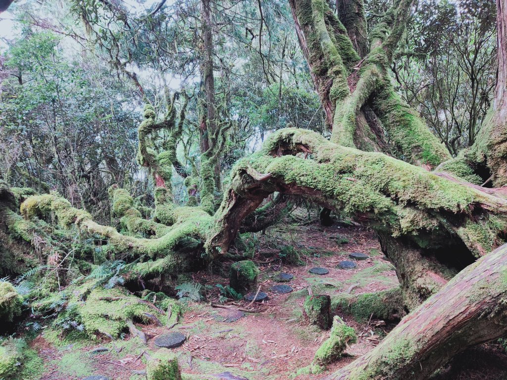 太平山檜木原始林步道_1293032