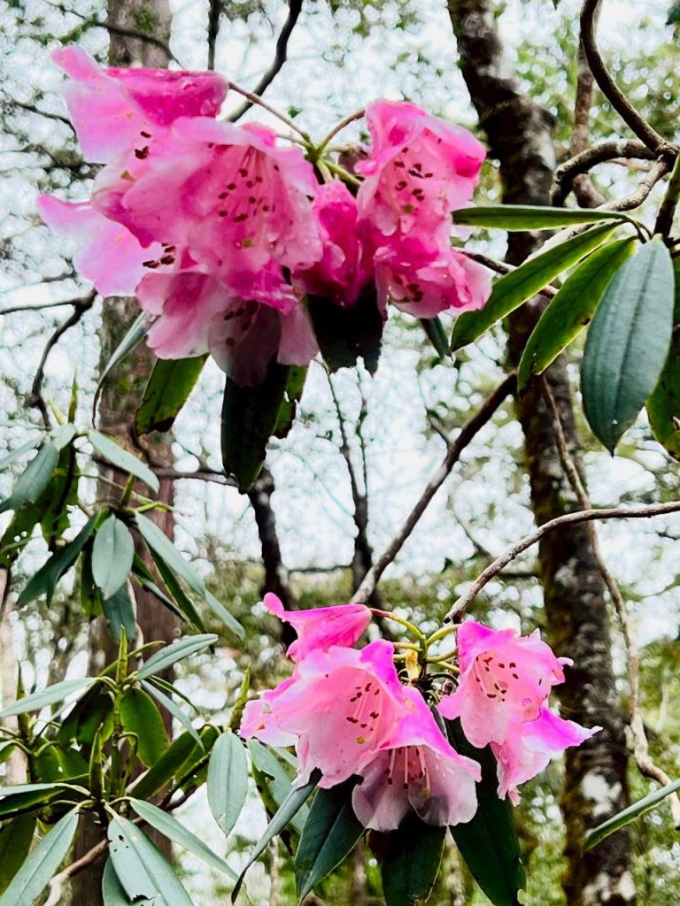 🌈4/13（日）（三）魔法森林-塔曼山~FB：熊熊趴爬走🌈_2761307