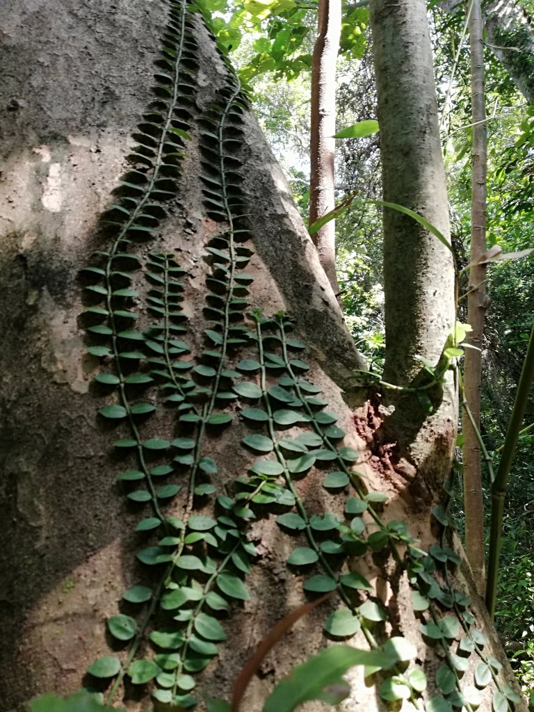 ~ 蘇花古道 - 大南澳越嶺段 ~_921287