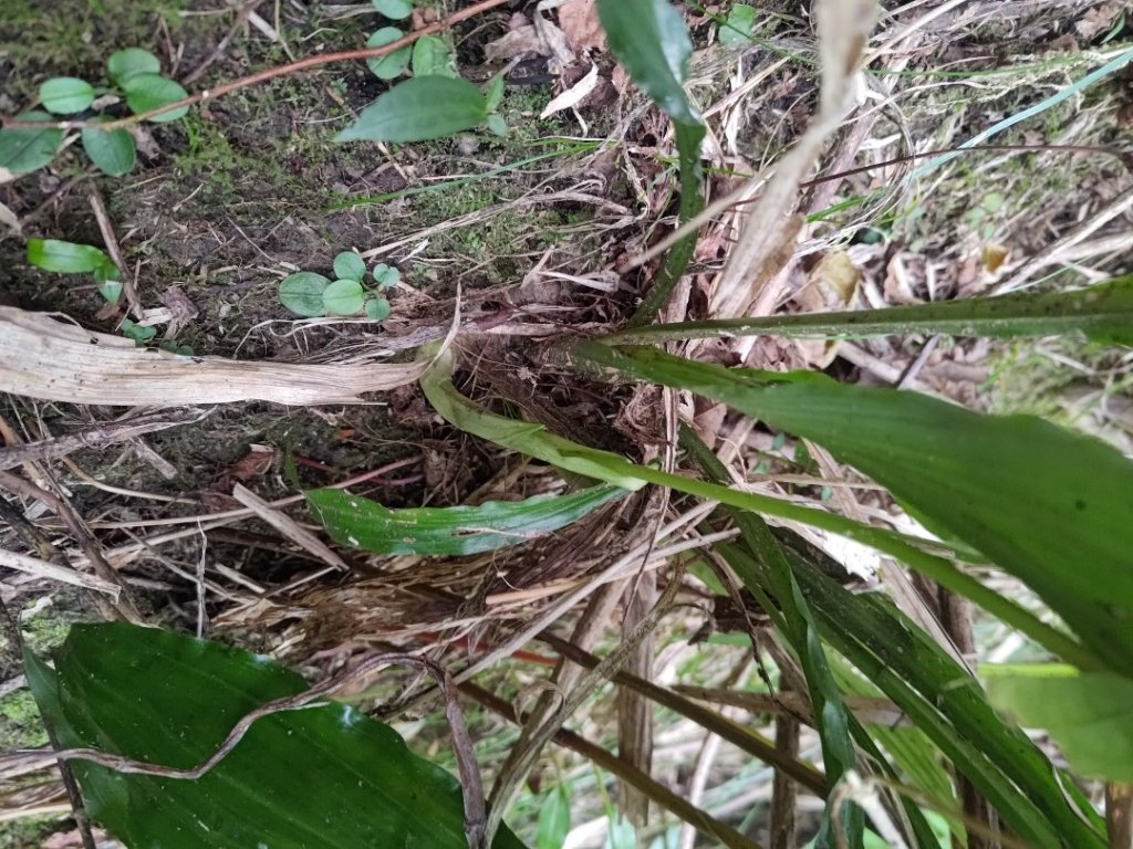 獅子頭山_2440530