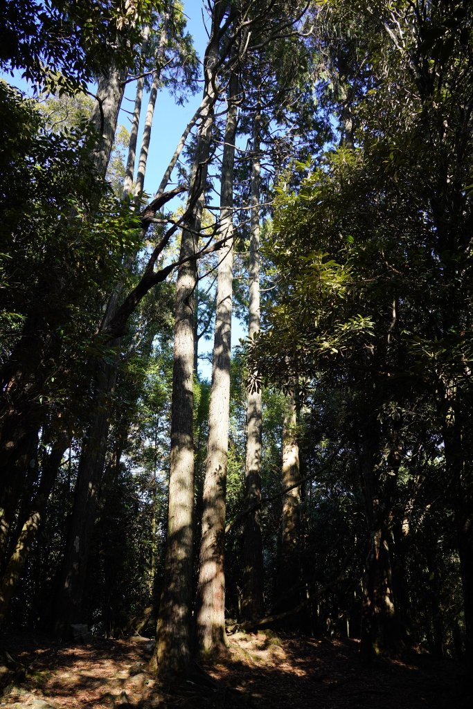 台中和平區 鳶嘴西稜下稍來南稜_1968152