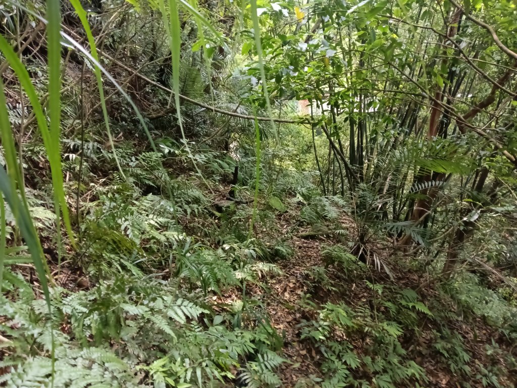 瑞芳區八分寮頂砲台+八分寮頂山+八分寮古道O型_2772472