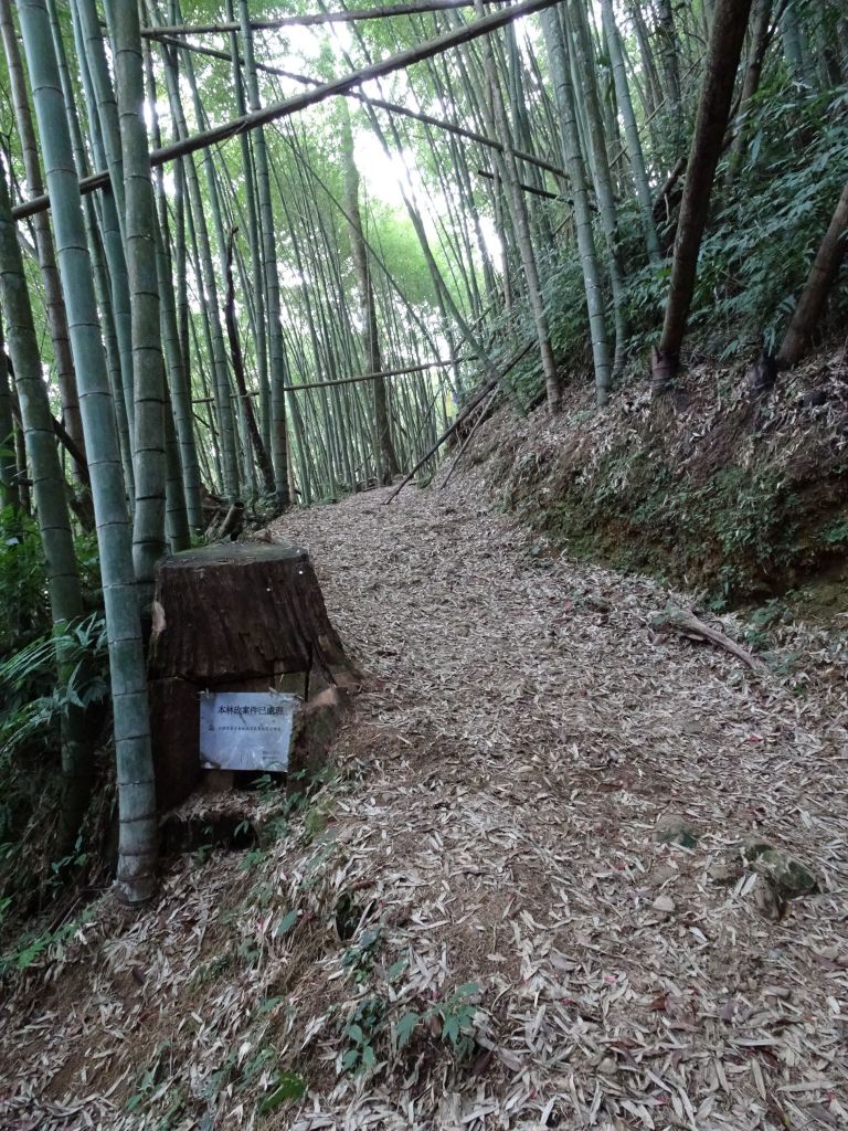 雲林古坑-嘉南雲峰及石壁山_295483