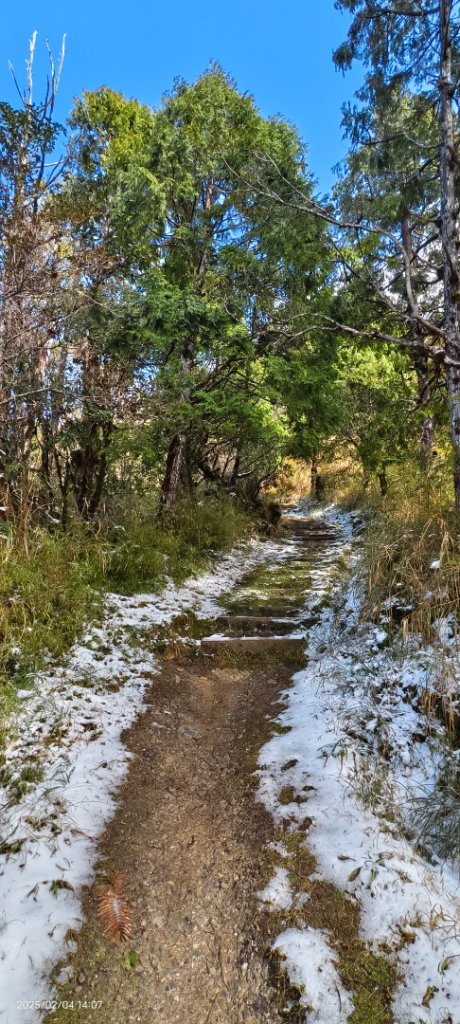 我的2025 第二場雪 #觀雲步道 #雲海 #望洋山 #黃喉貂 #山羌？#水鹿？2/4_2706661