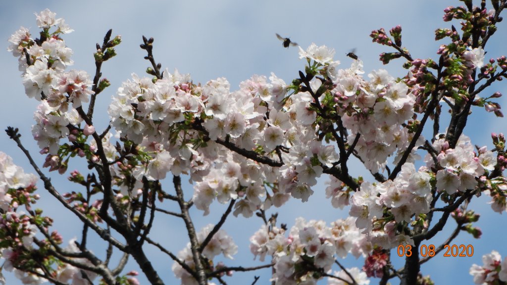 追花是簡單的快樂，賞花是恬淡的幸福。_871278