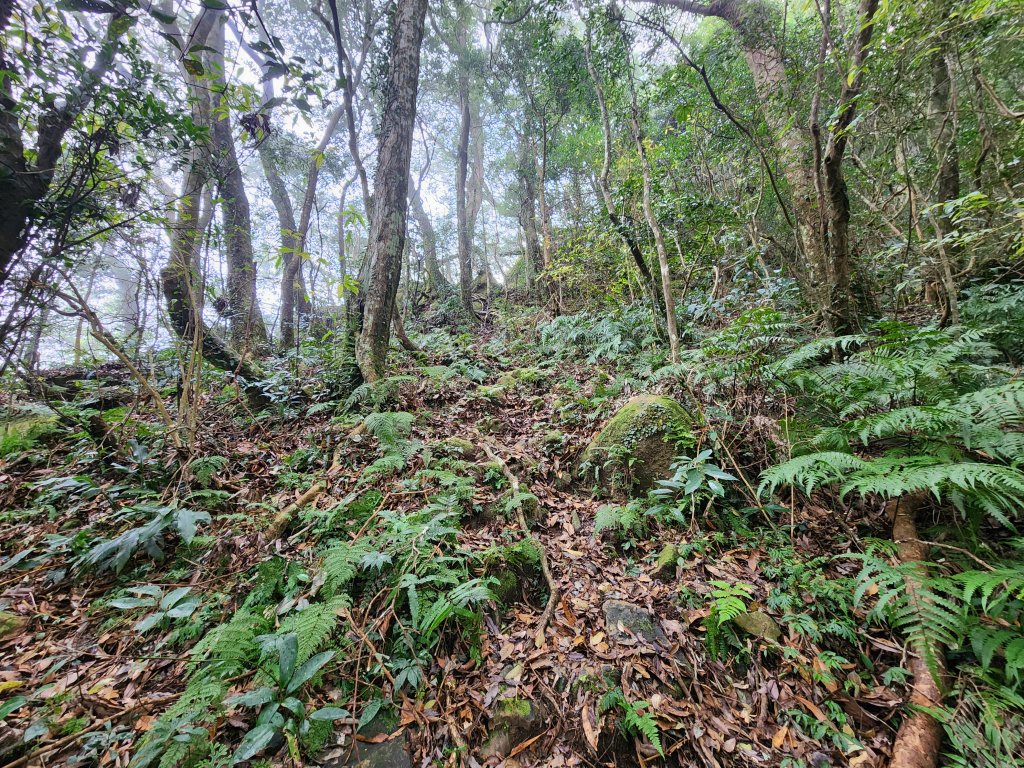 20250112貴妃山那結山外鳥嘴山蓮包山O型_2727131