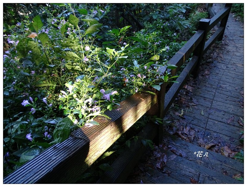 華山/3號好漢步道_781451