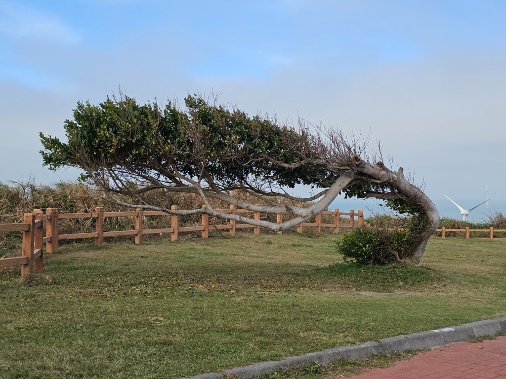 好望角步道及過港隧道-苗栗縣後龍鎮_2651743