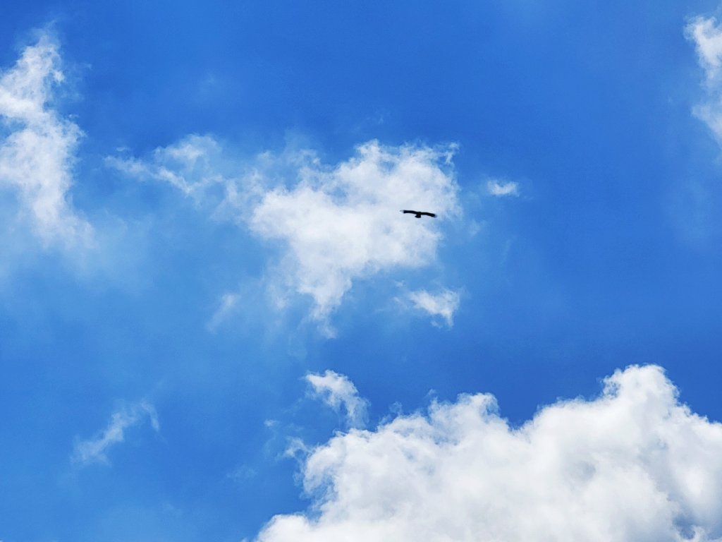 【芒花舞秋風】草山精典賞芒勝地連走_2336390