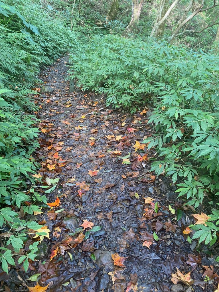 1110131東滿步道_2652337