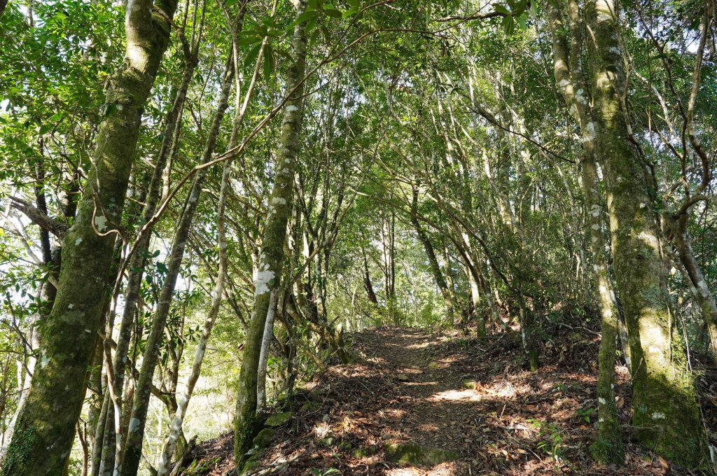 新竹 尖石 屯野生台山、石麻達山_2441145