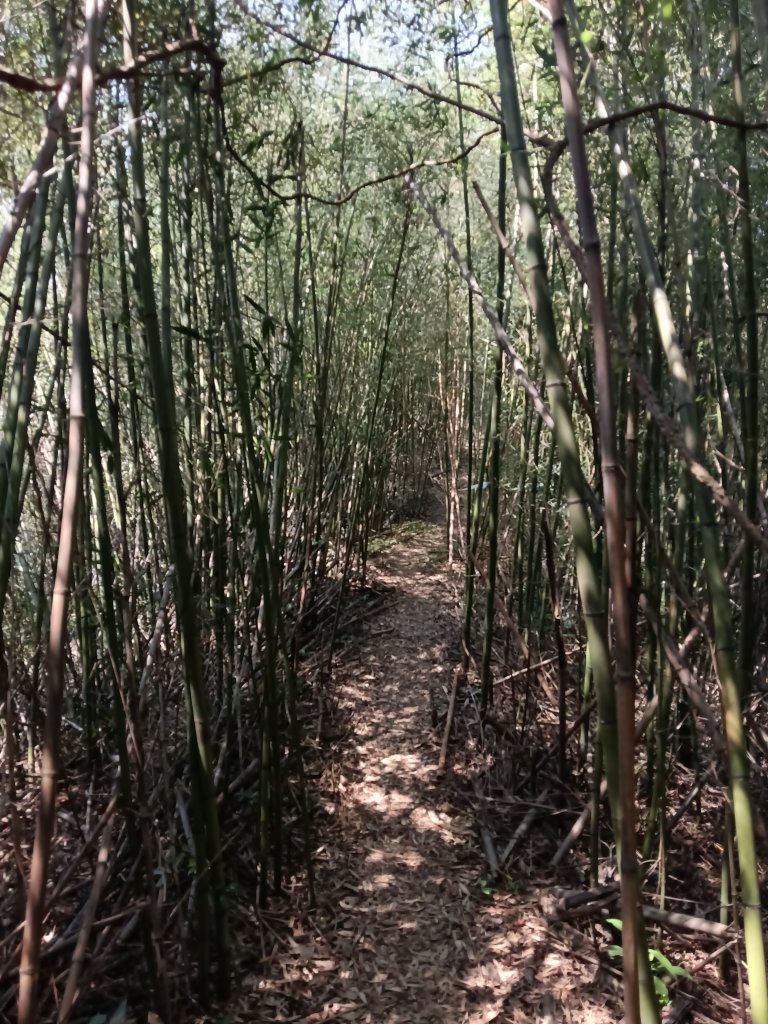 王公坑山血藤花_2746295