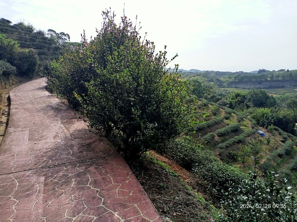 大安森林公園、桃園楊梅秀才登山步道走春趣_2442064