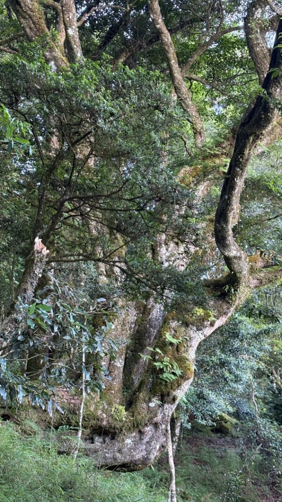 加里山東南峰_2867940