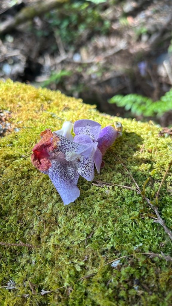 大同加羅湖穆魯洛亞滬庫霞四季警備道_2748253