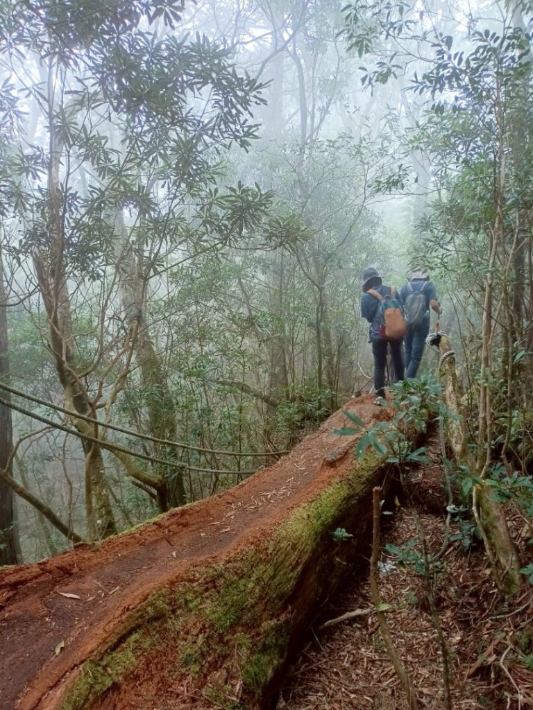 魔幻森林-塔曼山-20250810_2866586