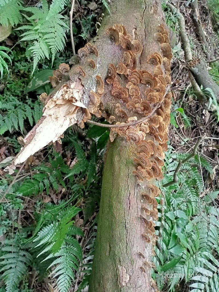 環七星山人車分道-陽金公路段、百拉卡公路人車分道【走遍陽明山】_2236338