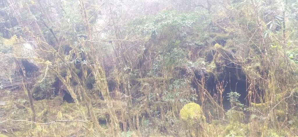 見晴懷古步道 -- 霧茫茫的景色_1318692