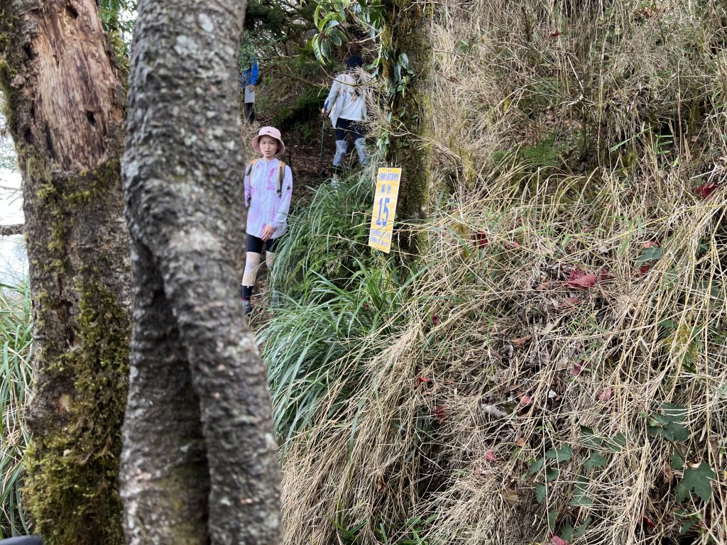 加里山 大坪登山口 杜鵑嶺 加里山P形_1901032