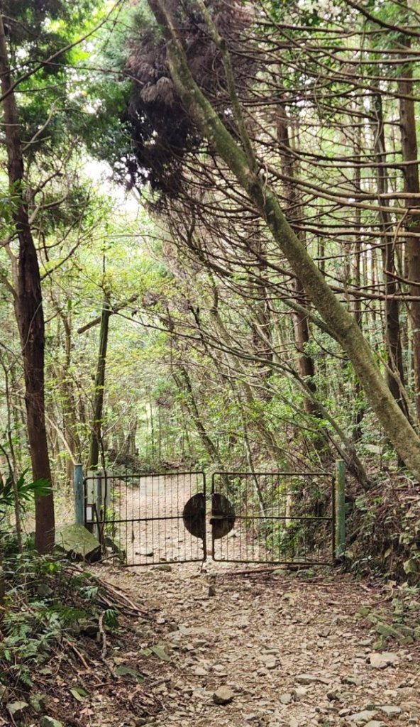 【中級山縱走】最美中級山，鳶嘴西稜縱走（鳶嘴山，醜崠山，長壽山）_2741394