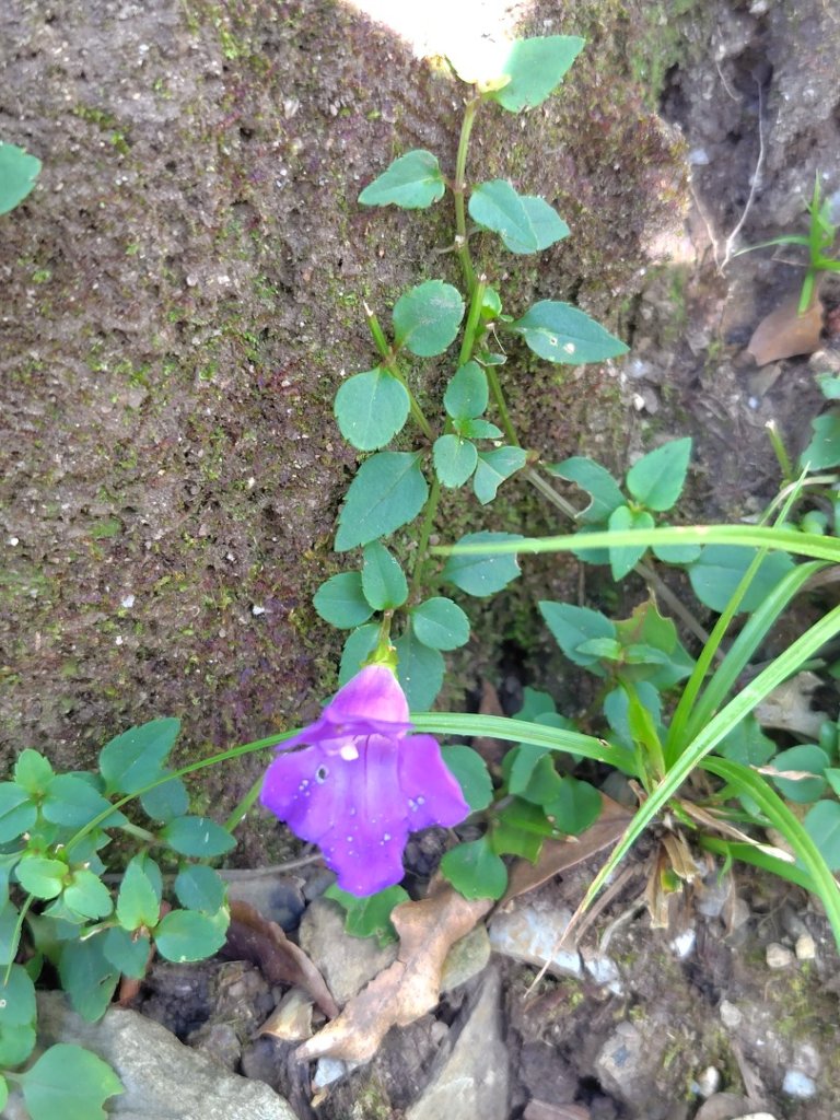 南東眼山連走有勝山_2918692