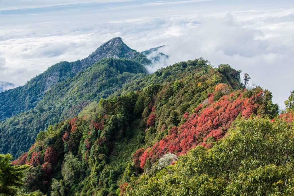 稍來山楓葉林封面圖